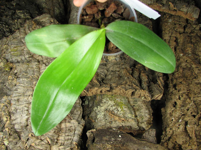 Phalaenopsis Jade Gold (gigantea x venosa).jpg