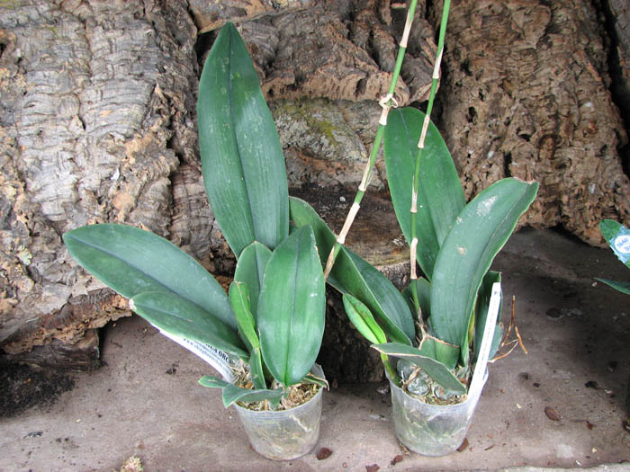 Psychopsis Kalihii 'Big'.jpg