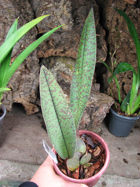 Psychopsis versteegianum.jpg