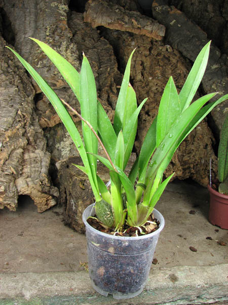 Zelglossoda Calico Gem 'Green Valley #1'.jpg