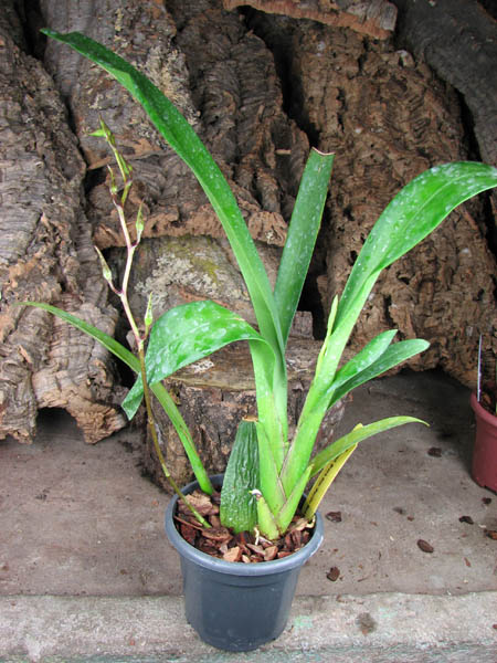 Sanderara Black Star 'Pacific Red Star'.jpg