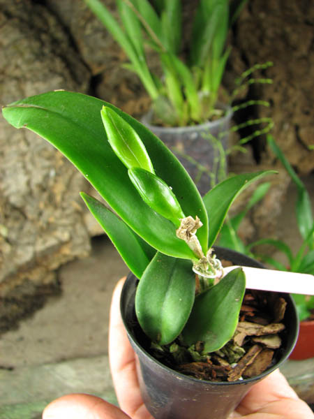 Prosrhyncholeya Chief Green River.jpg