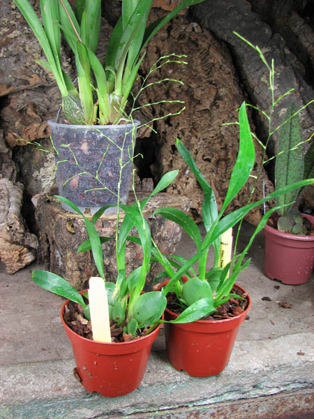 Oncidium Twinkle 'Fragrance Fantasy'.jpg