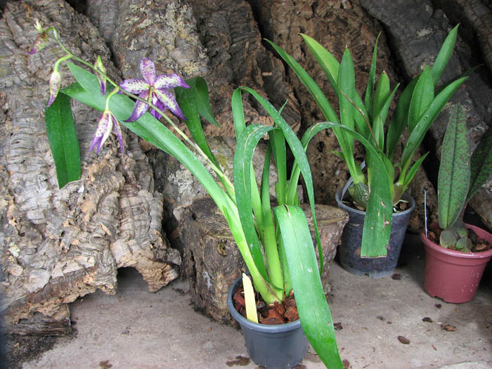 Beallara Patricia McCully 'Pacific Matriarch.jpg