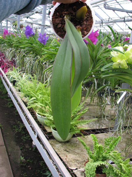 Bulbophyllum phalaenopsis.jpg
