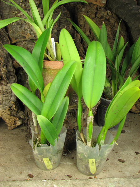 Bc Chief Pink 'Diana'.jpg