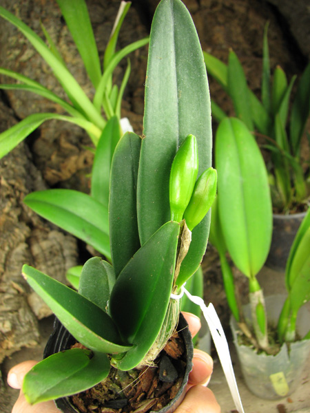 Prosrhyncholeya Chief Green River.jpg