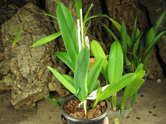 Cattleya dowiana 'Makuu' x self.jpg