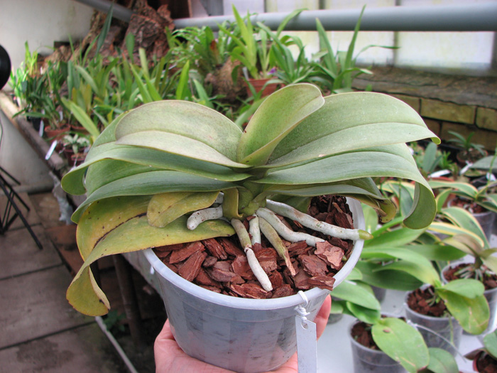 Doritaenopsis Fire Cracker.jpg