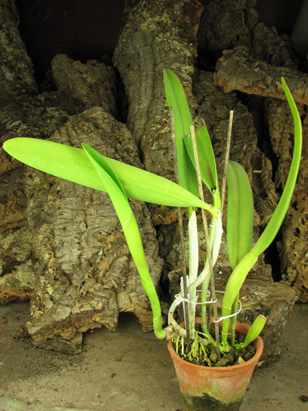 Brassocattleya Golf Green 'Hair Pig' (Cattleya Moscombe x Brassavola digbyana).jpg