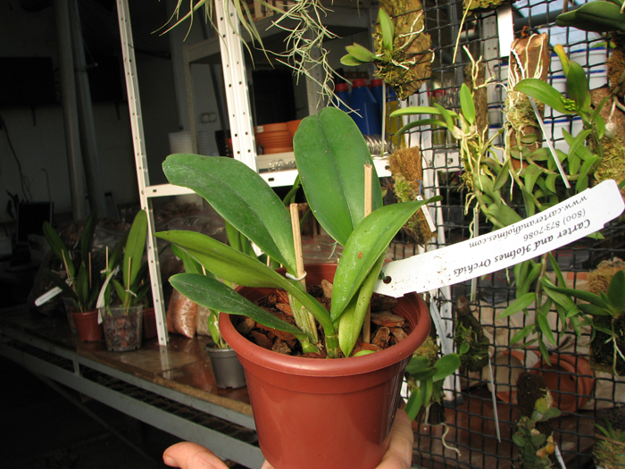 Cattleya Sea Breeze 'Blue Ribbon'.jpg