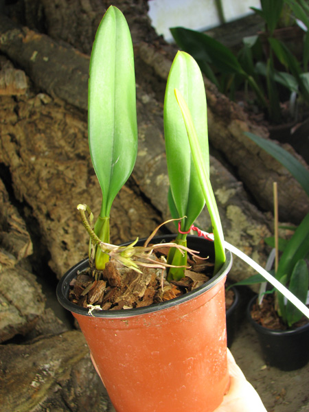 Bulbophyllum Elizabeth Ann.jpg