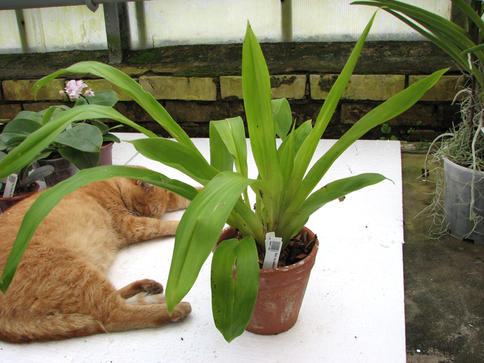 Bollea ecuadorana.jpg