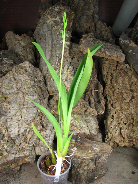 Beallara Tropic Splendour 'Everglade'.jpg