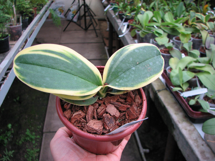 Doritaenopsis Sogo Vivien Variegated leaf.jpg
