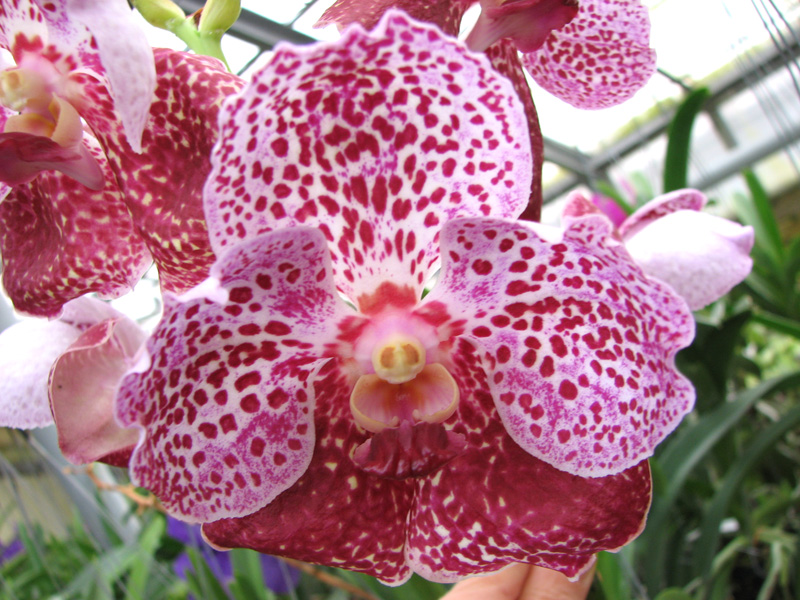 Vanda Pimsai x Vanda Tarab Waxy.jpg