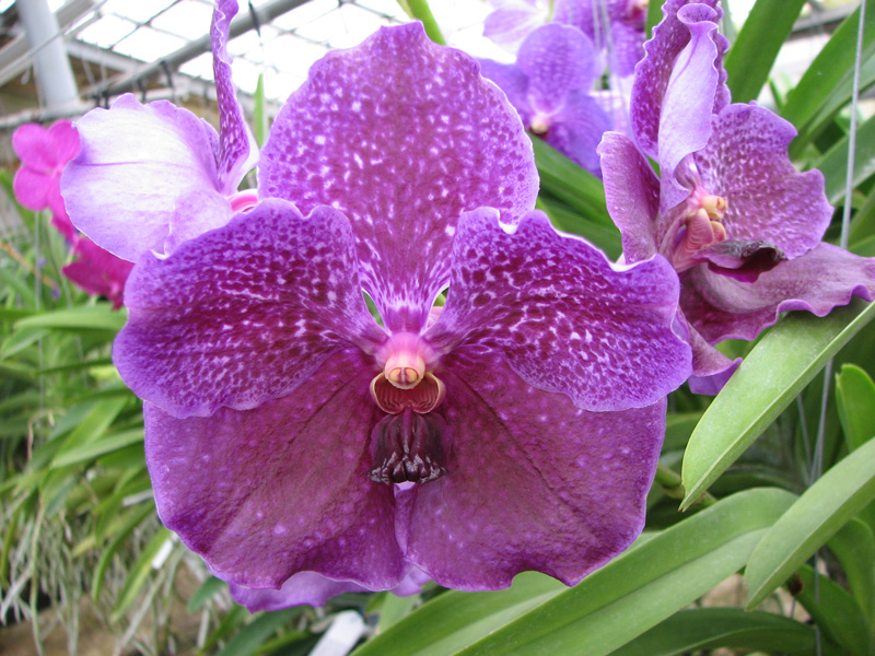 Vanda Pures Wax Patchara.jpg