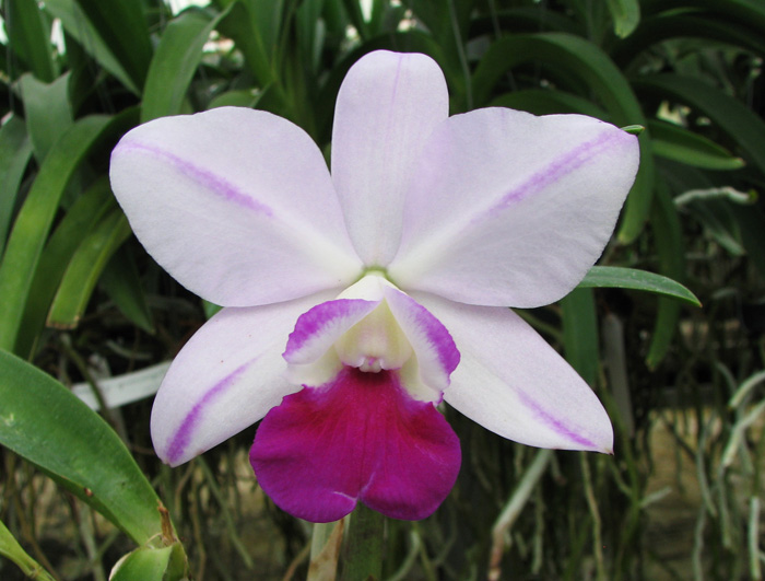 Laeliocattleya Mona Pink 'Hiromi'.jpg