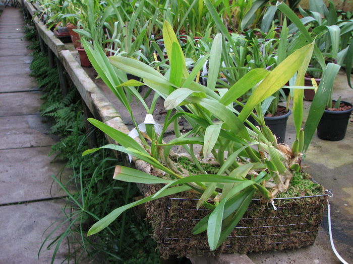 Miltonia spectabilis (extra size).jpg