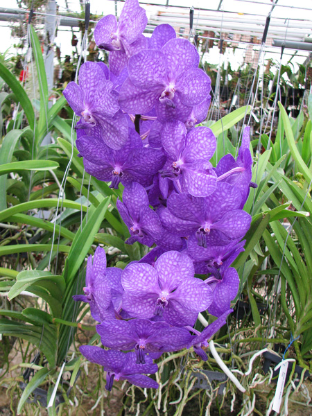 Ascocenda Princess Mikasa Blue.jpg