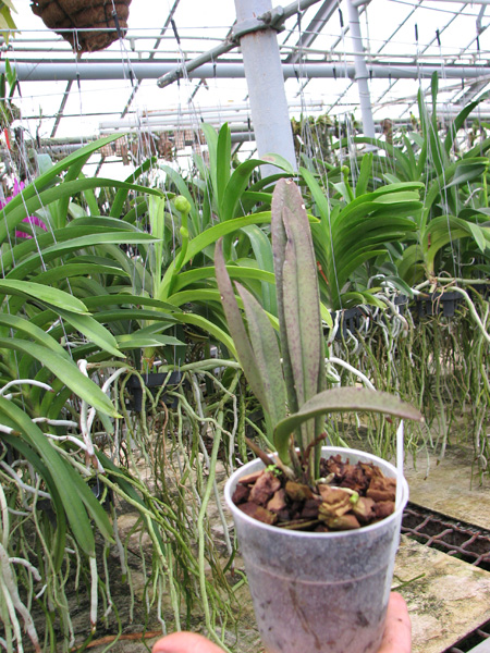 Psychocentrum Rio's Mariposita 'ORCHIS'.jpg