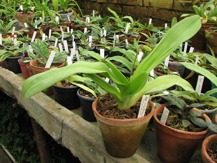 Paphiopedilum Hung Sheng Green (Vintage Harvest x Lambert Day).jpg
