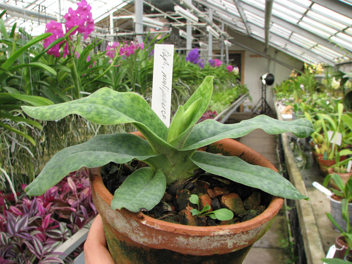 Paphiopedilum Memoria Larry Heuer (malipoense x emersonii).jpg