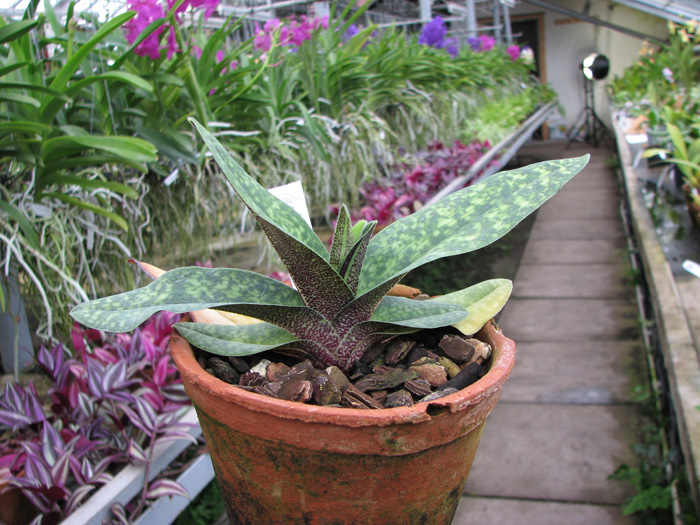Paphiopedilum Maelstrom (Armeniwhite X jackii).jpg