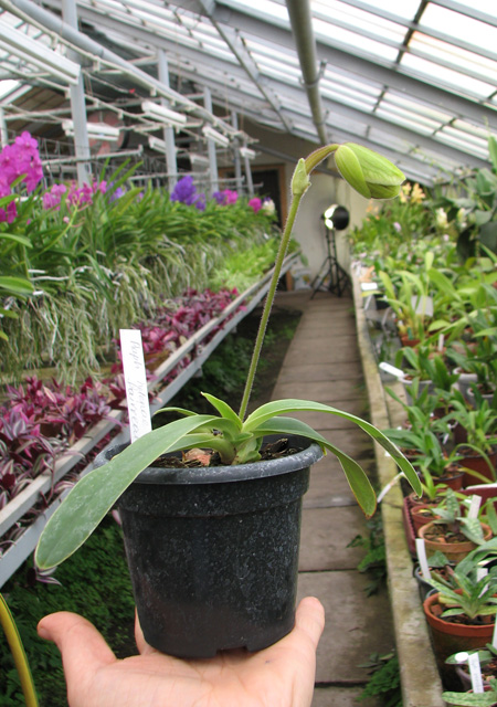 Paphiopedilum helenae x fairrieanum.jpg