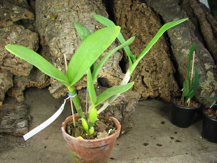 Brassolaeliocattleya Village Chief North 'Green Genuie.jpg