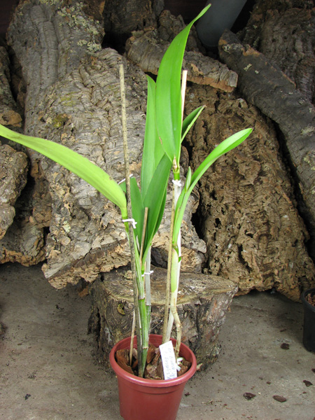 Brassocattleya Binosa 'Lynn' x Cattleya Fascelis 'Autumn Leaves'.jpg