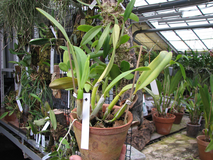Laeliocattleya Cornelia coerulea.jpg