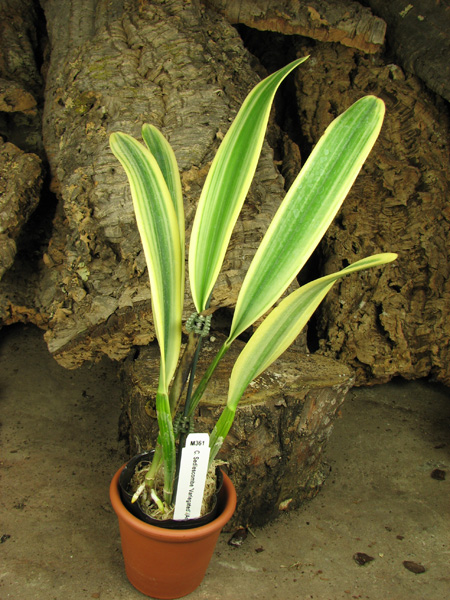 Cattleya Sedlescombe 'Variegated' (Annette x Suavior).jpg