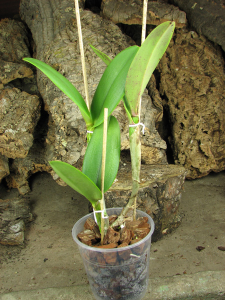 (Brassavola digbyana x Rhyncholaeliocattleya Kuwale Gem) 'ORCHIS'.jpg