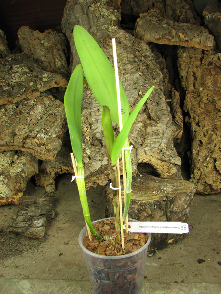 Brassavola glauca x Cattleya intermedia.jpg