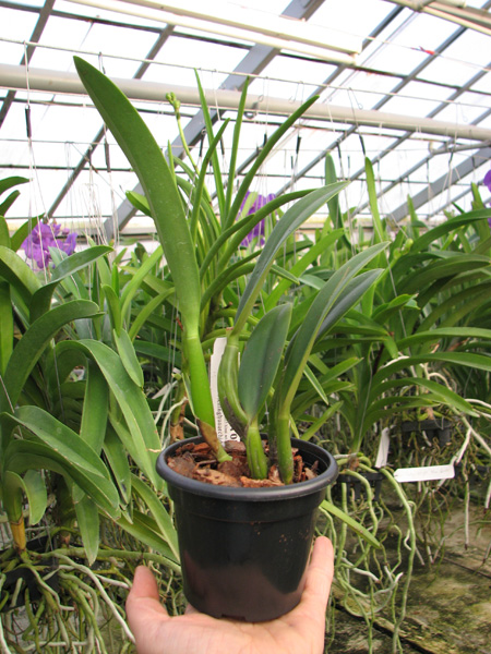 Sophrolaeliocattleya Hsin Buu Lady 'Red Beauty' (Laelia anceps x Sophrolaeliocattleya Wendy's Valentine).jpg