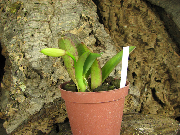 Laelia alaori x praestans.jpg