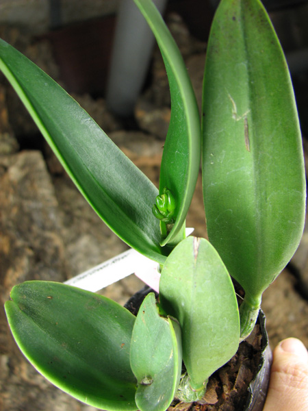 Prosrhyncholeya Chief Green River.jpg