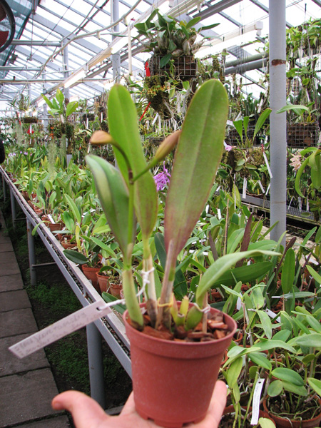 Potinara Love Tapestry 'Popular Song'.jpg