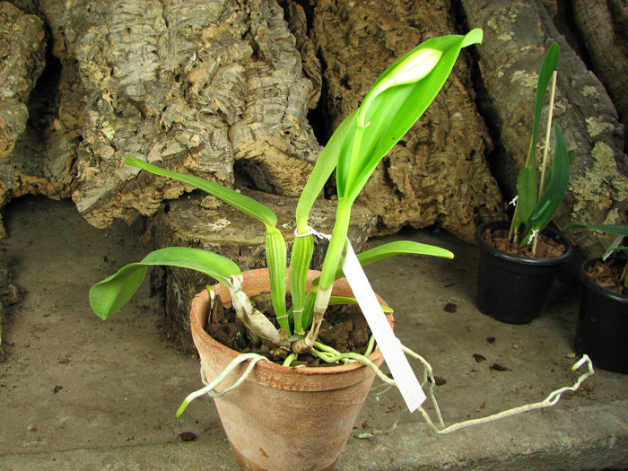Cattleya warneri semi alba 'Geneva' x Laelia praestans alba.jpg