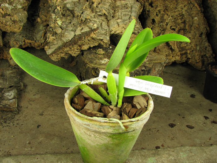 Cattleya warneri alba 'Alvinha' x Laelia praestans alba.jpg