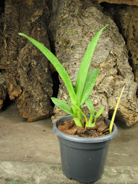 Beallara Tropic 'Tom 'Kinky'.jpg