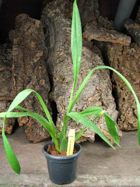 Vuylstekeara Cindy 'Pinky Lee'.jpg