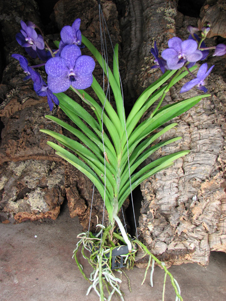 Ascocenda Princess Mikasa Blue.jpg