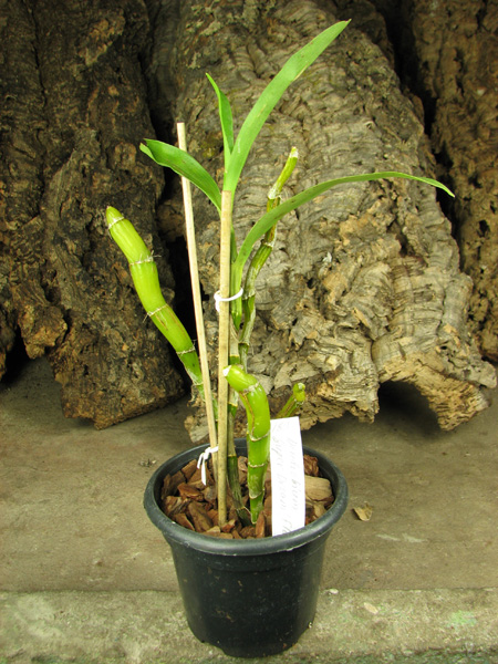 Dendrobium Super Dream 'Flame'.jpg