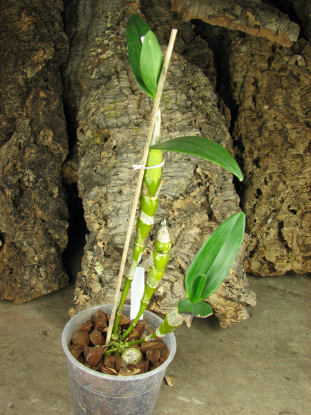 Dendrobium Oriental Smile 'Fantasy'.jpg