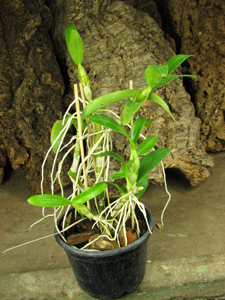 Dendrobium nobile.jpg