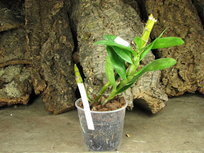 Dendrobium Midas 'Princess'.jpg