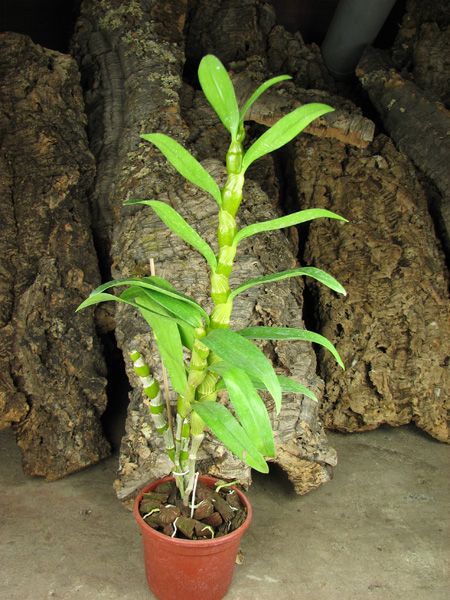 Dendrobium Emperor x self.jpg