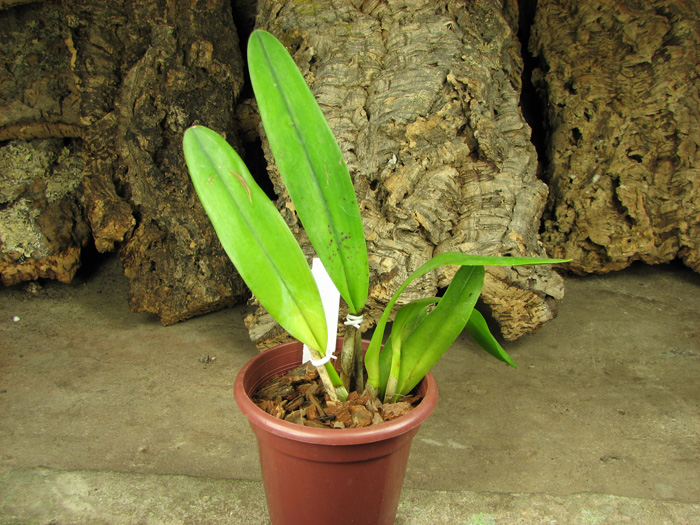 Laelia tenebrosa (Tipo x Maria Fumaca').jpg